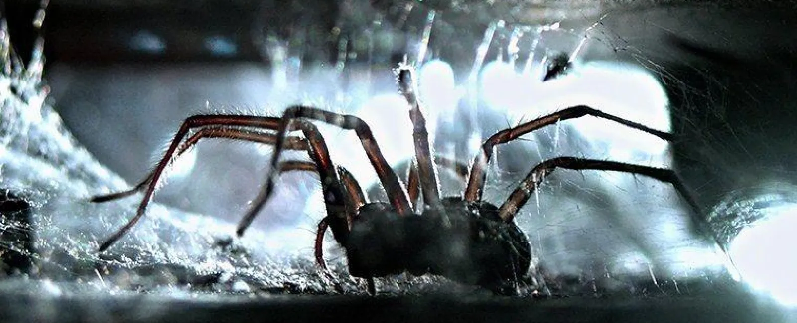 spider crawling