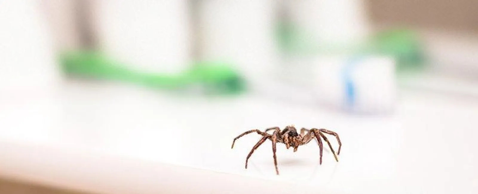 Spider