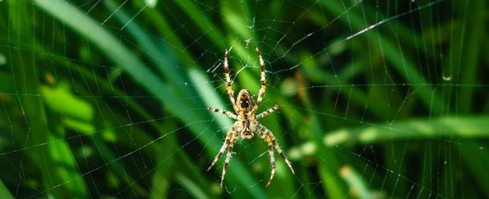 Spider on a web
