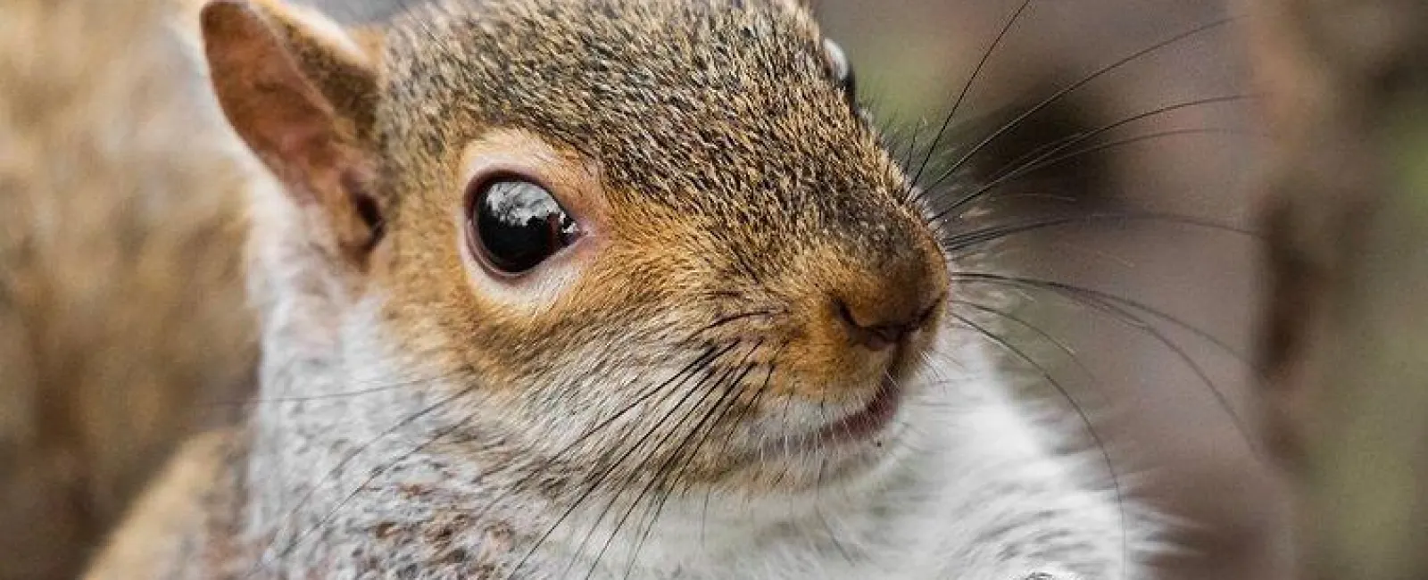 Squirrels