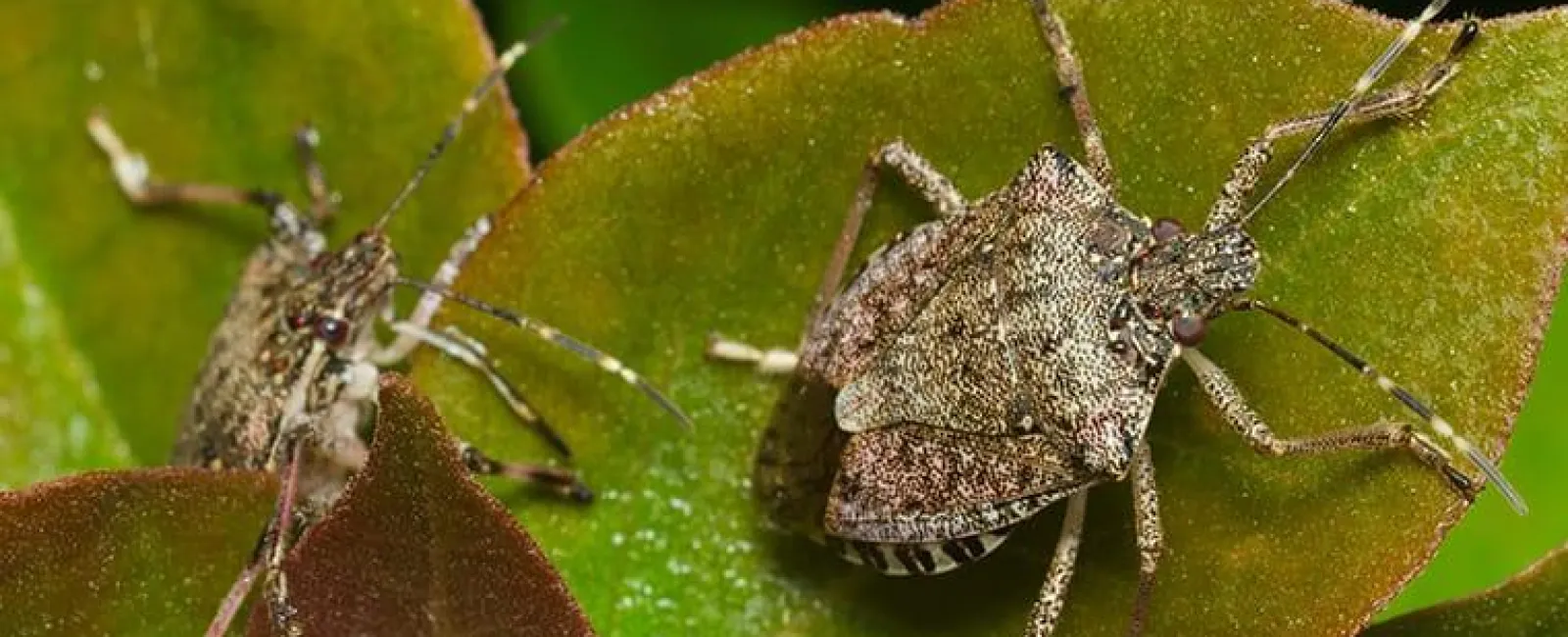 stink bug