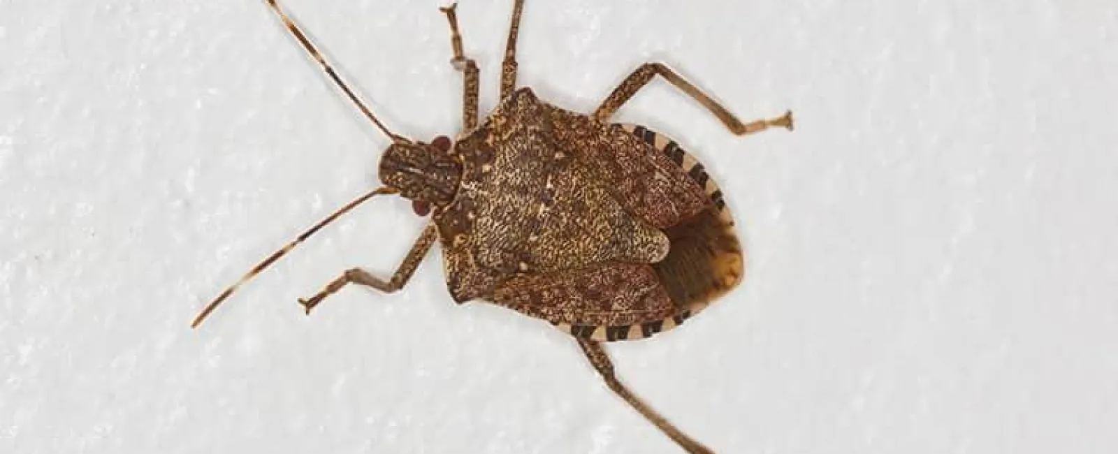 Stink Bugs