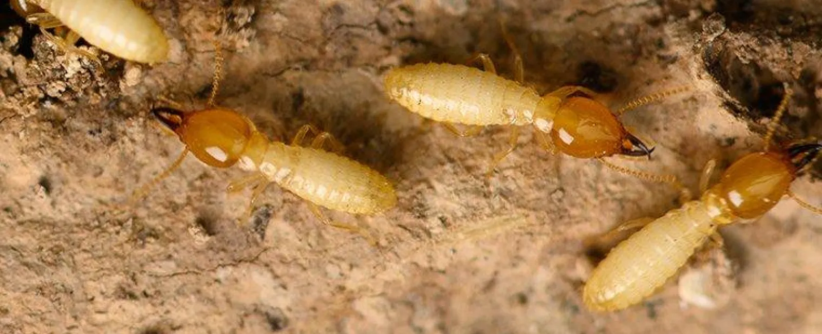 termites