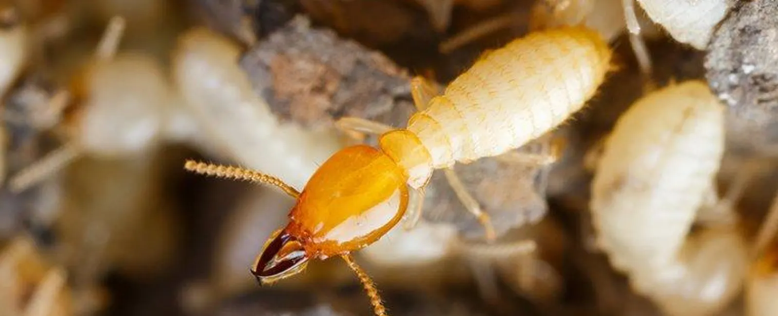 Termite