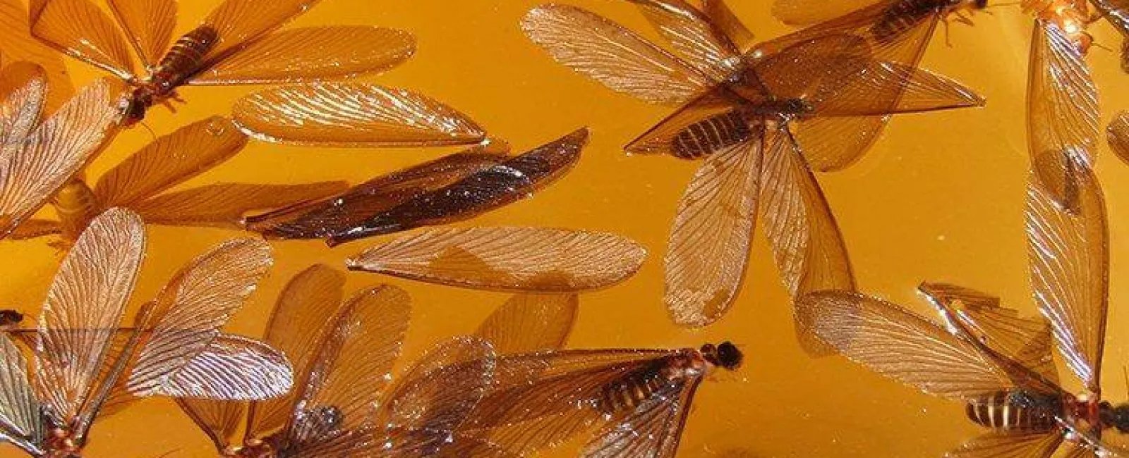 termite swarmers wings spread out