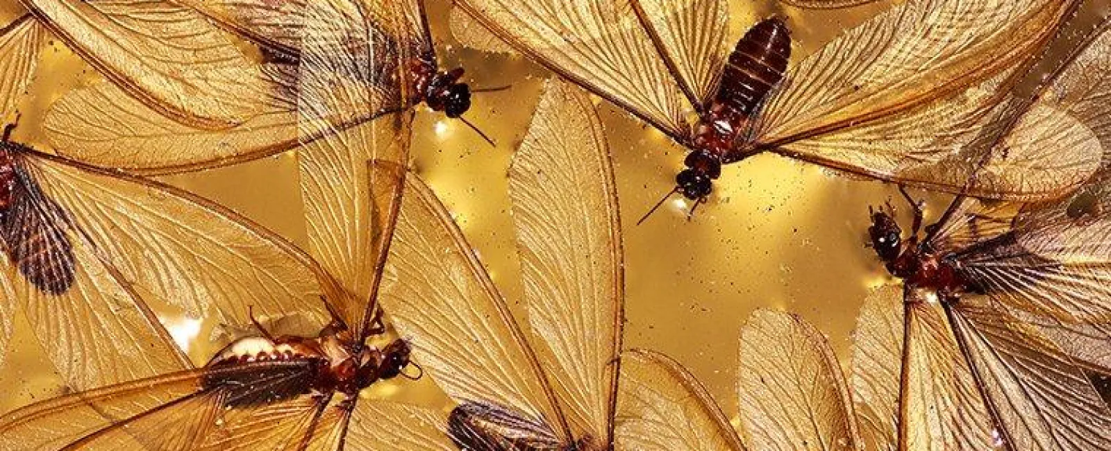 termite swarmers flying