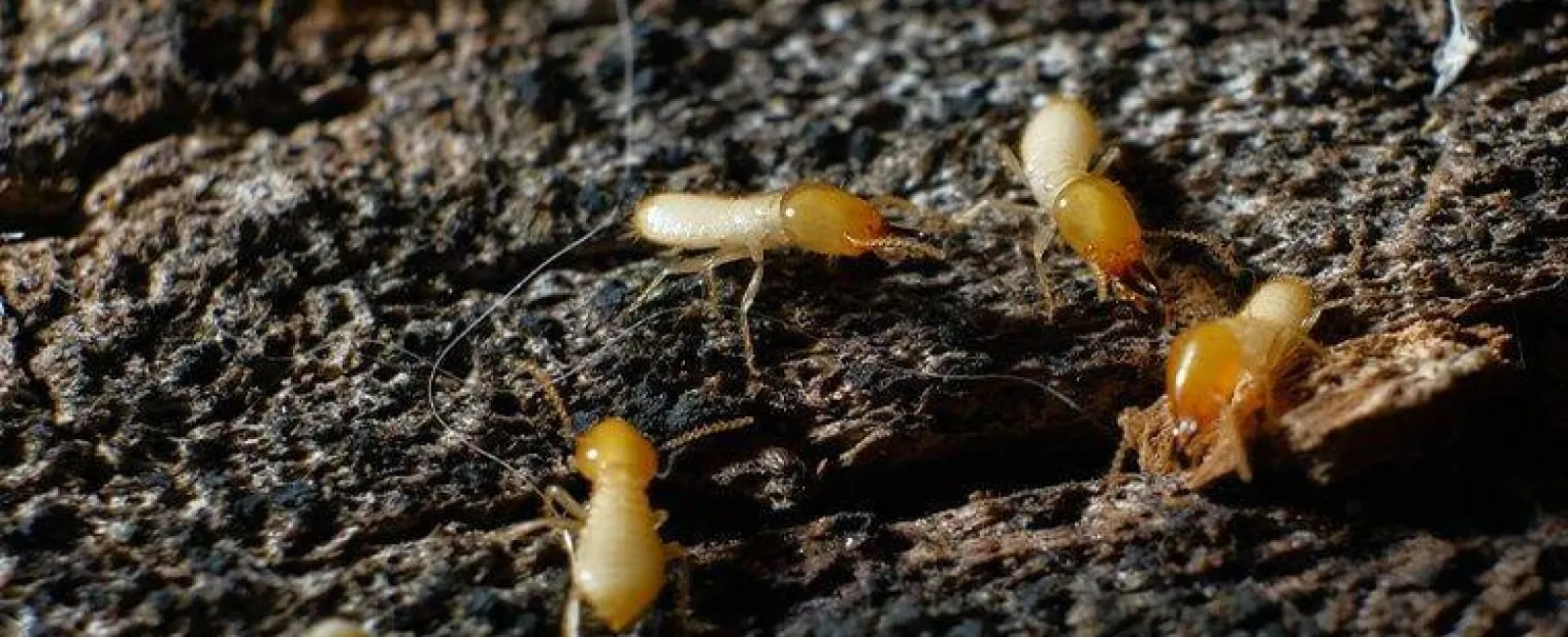 termites crawling on rotten wood
