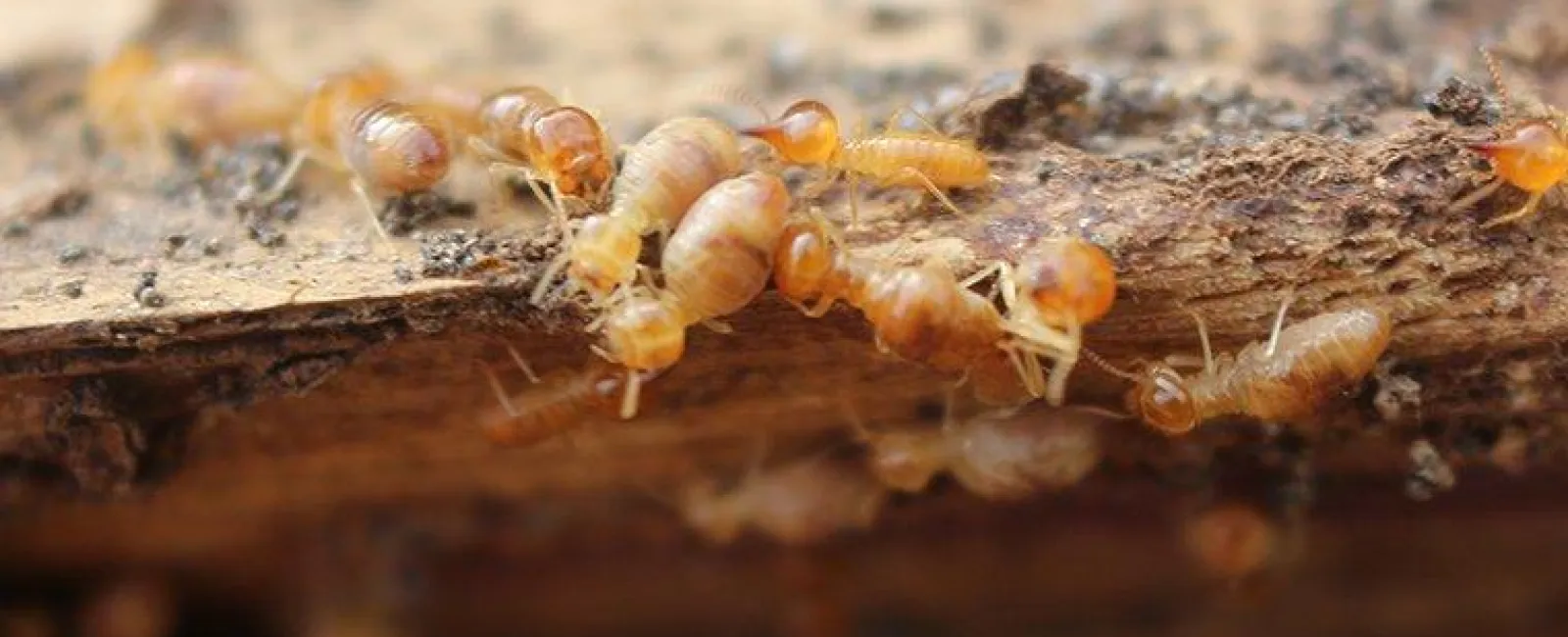 Termites