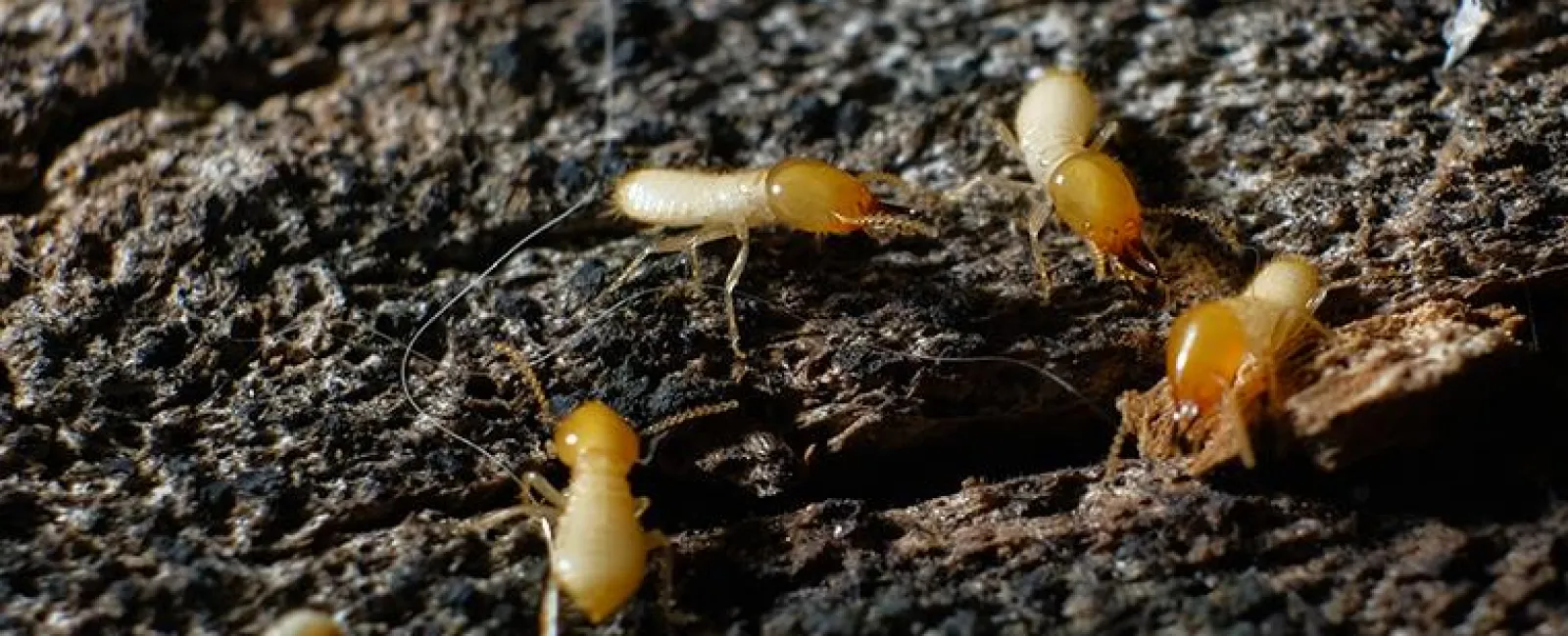 a cluster of termites within the dark walls of a home