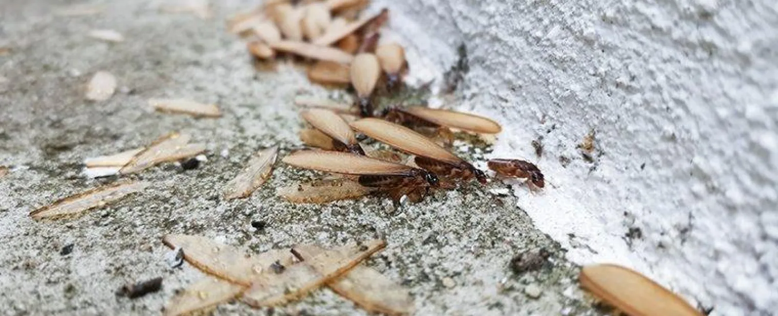 termites swarmers