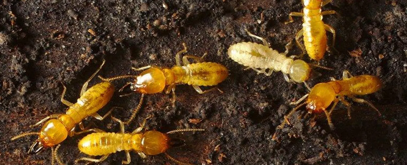 Termites