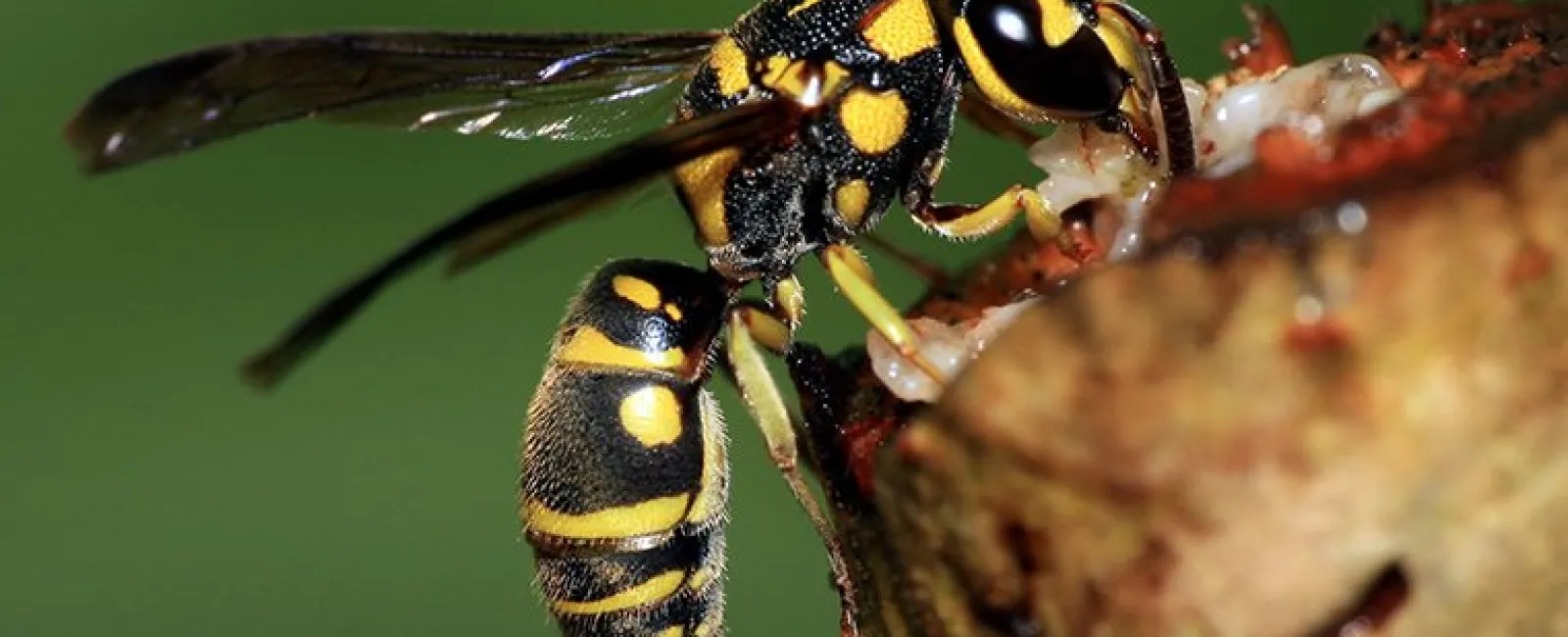 Wasp