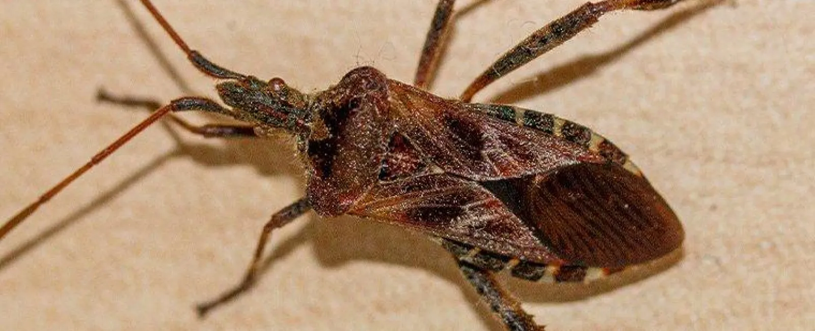 seed bug