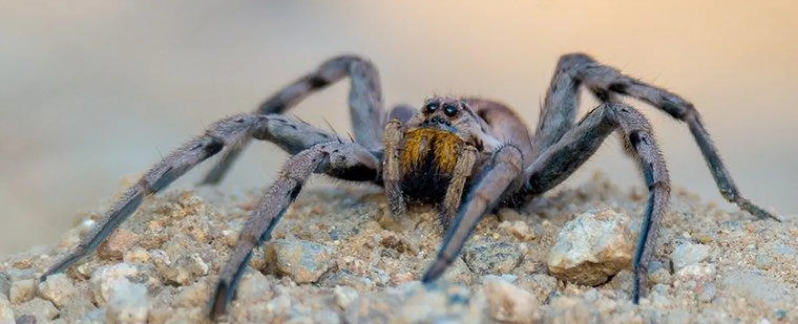 Wolf Spiders
