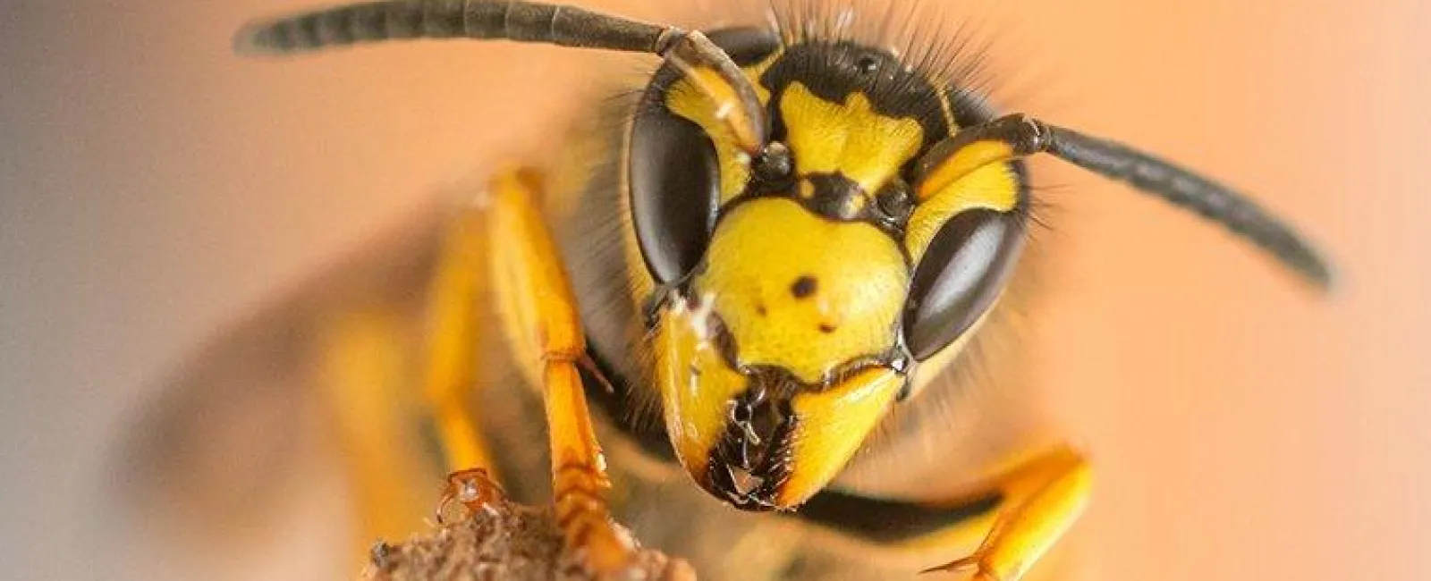 Yellow Jacket