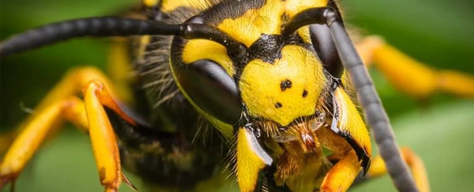 yellow-jacket-wasp