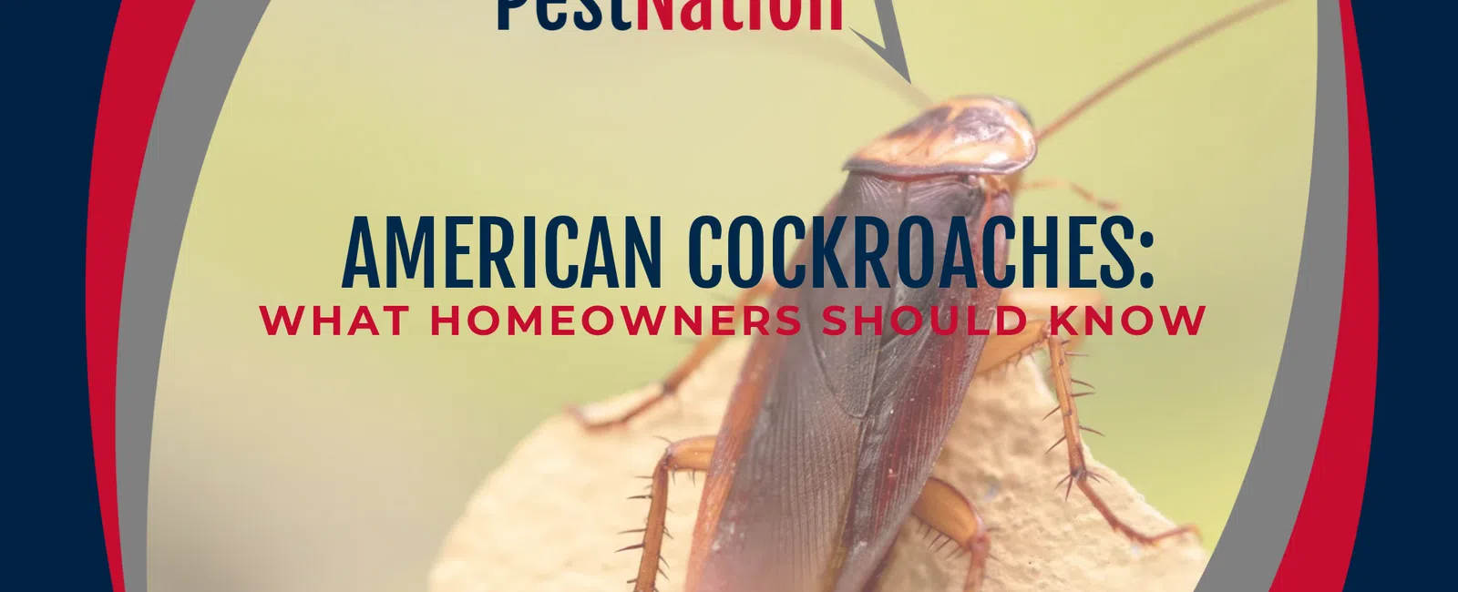 American Cockroaches: What Homeowners Should Know