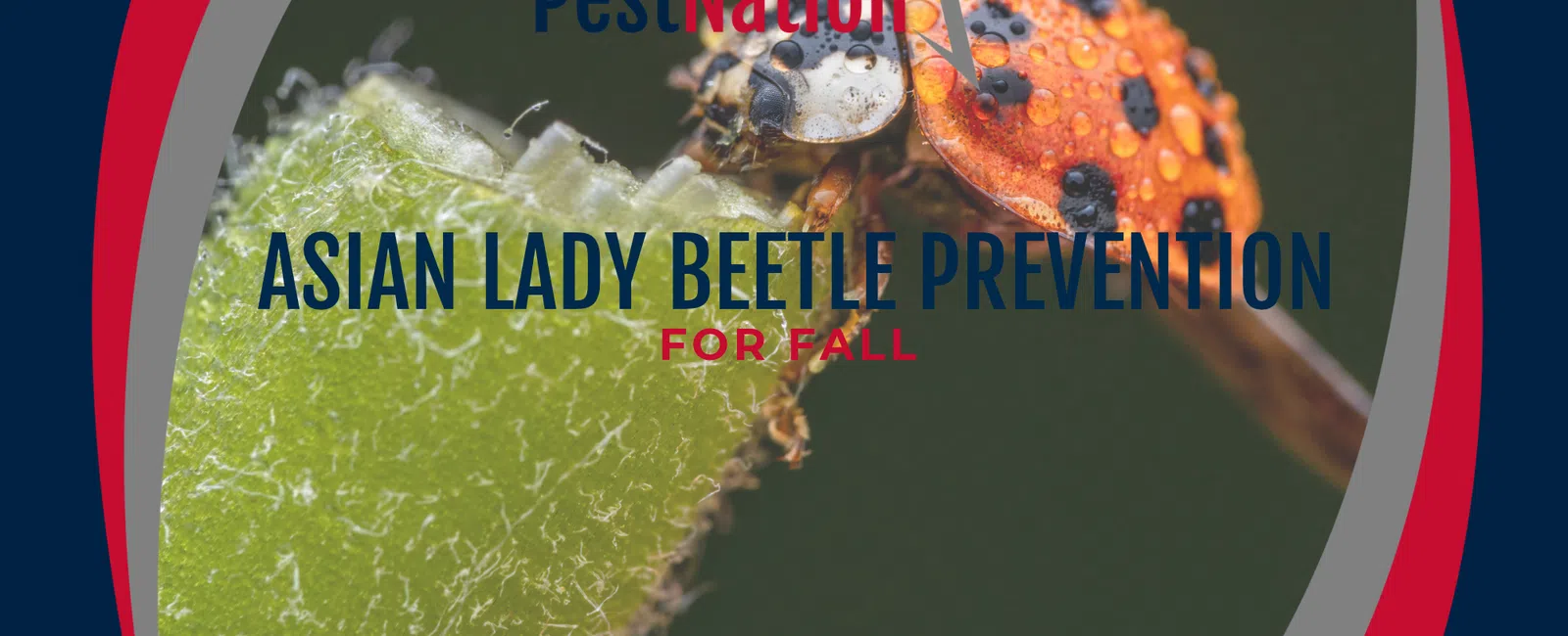 Asian Lady Beetle Prevention for Fall