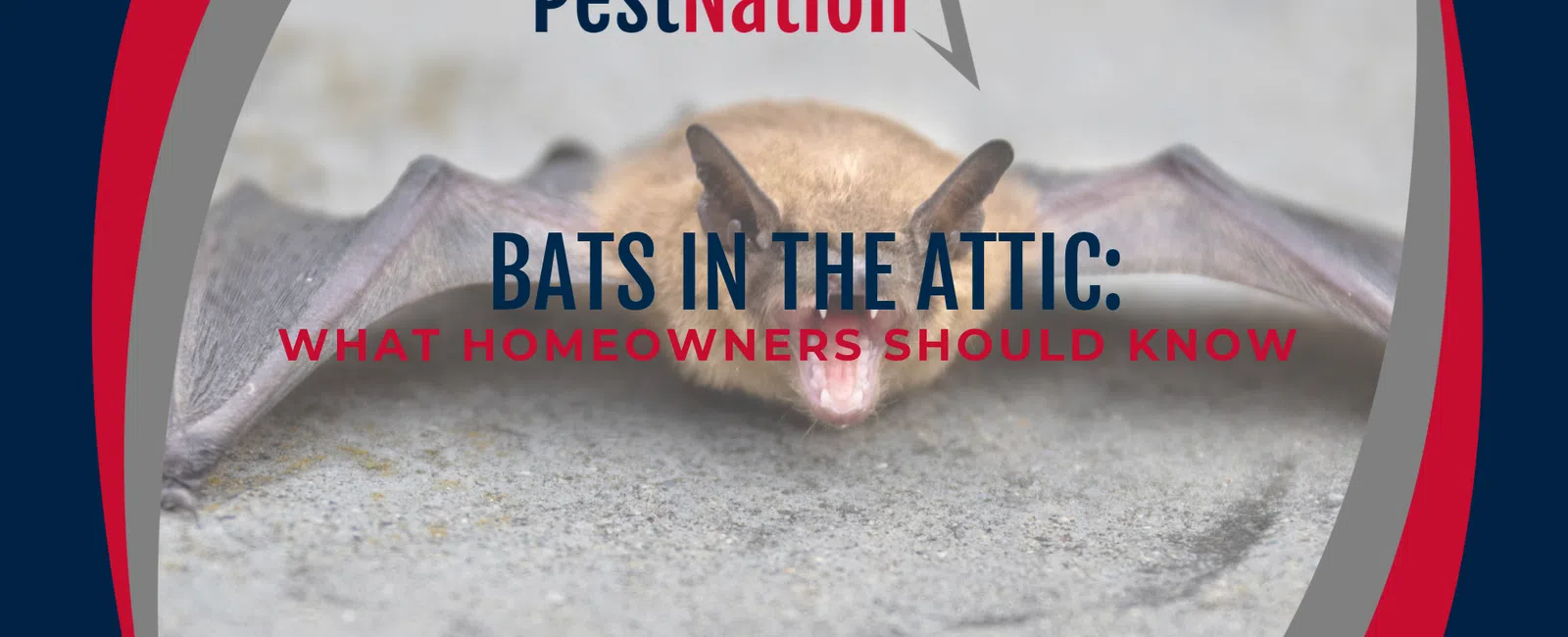 Bats in the Attic: What Homeowners Should Know