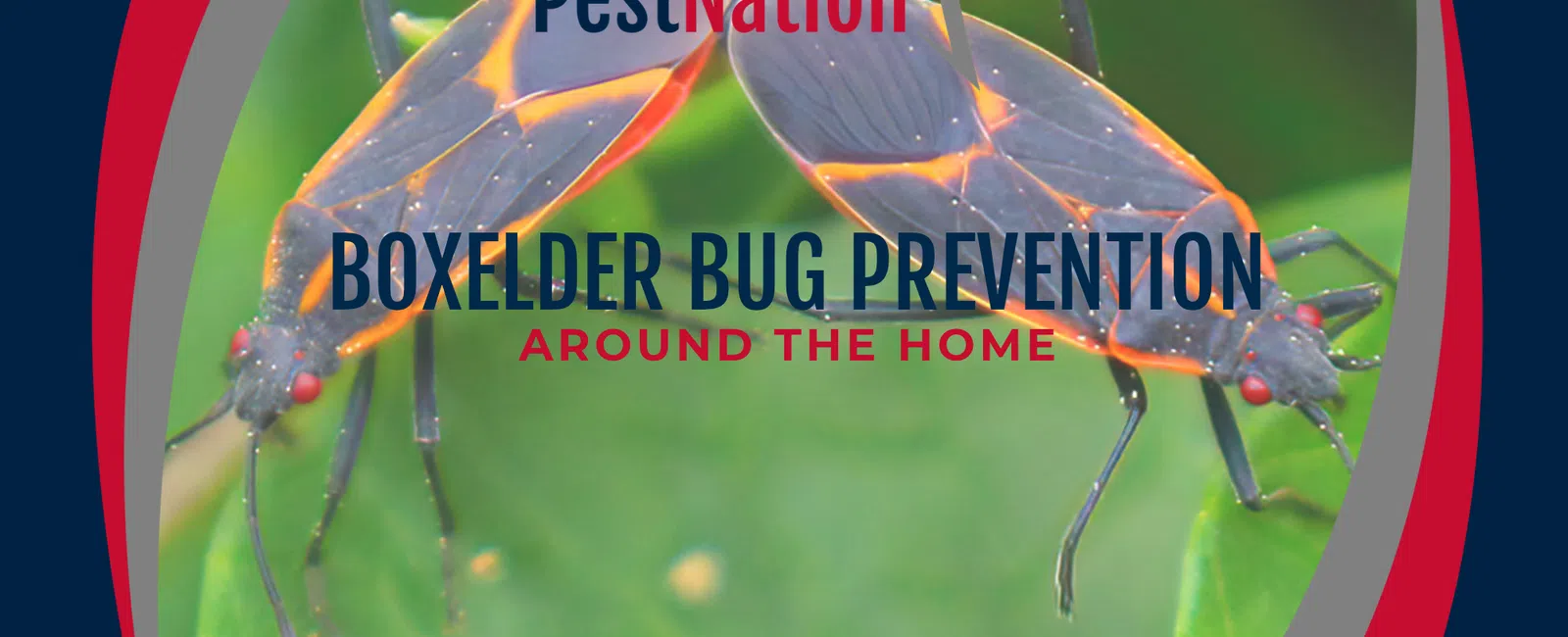 Boxelder Bug Prevention Around the Home