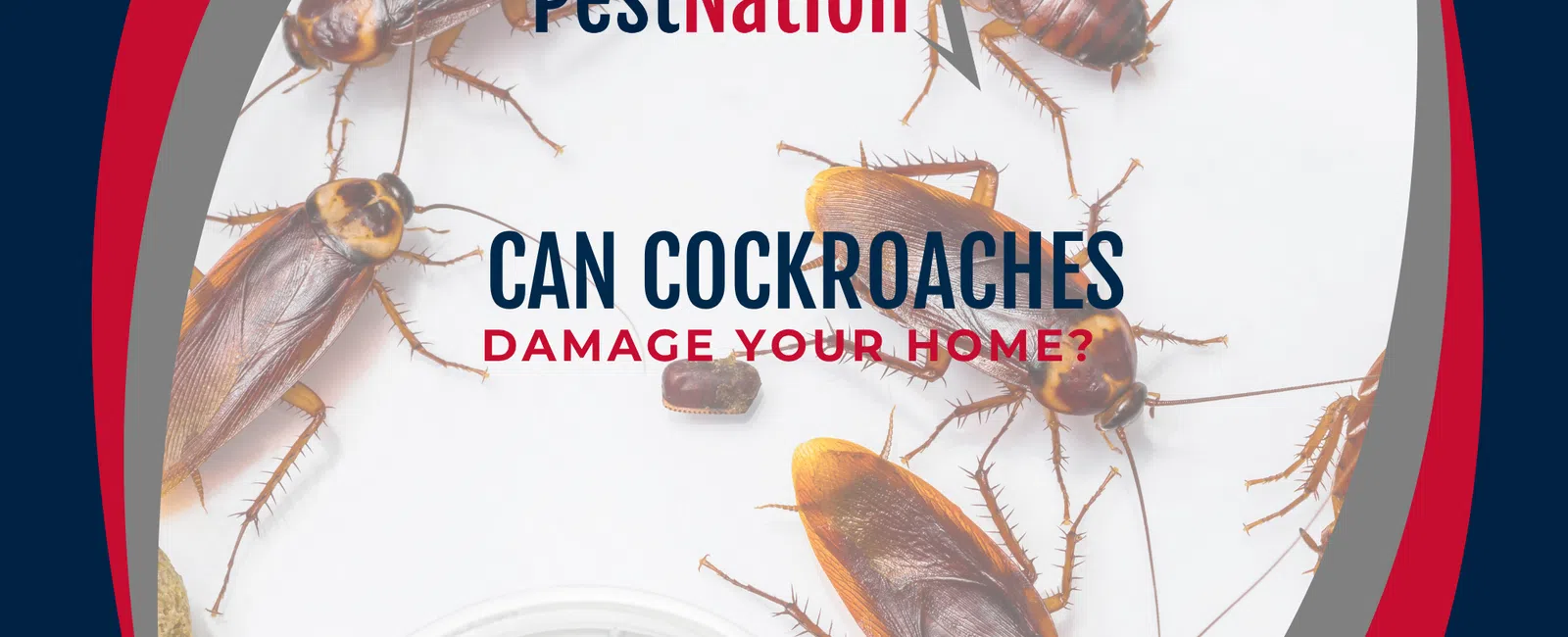 Can Cockroaches Damage Your Home?
