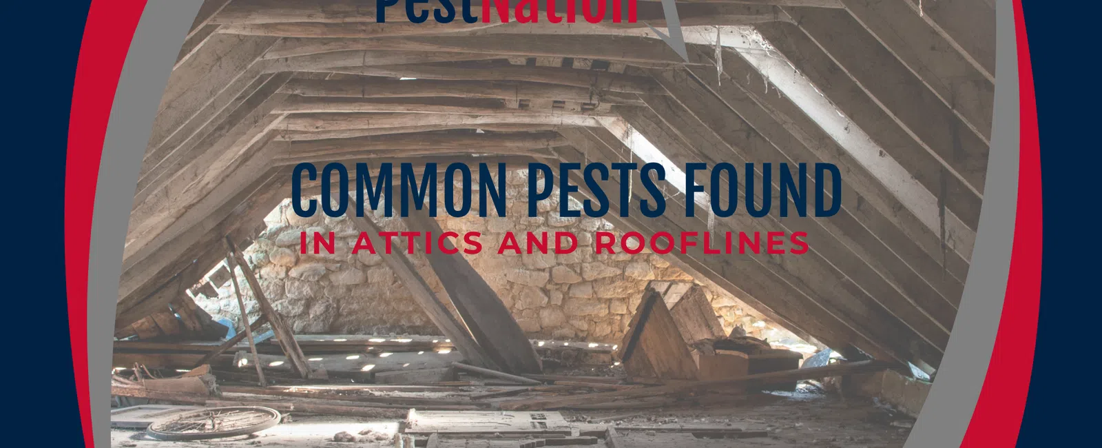 Common Pests Found in Attics and Rooflines