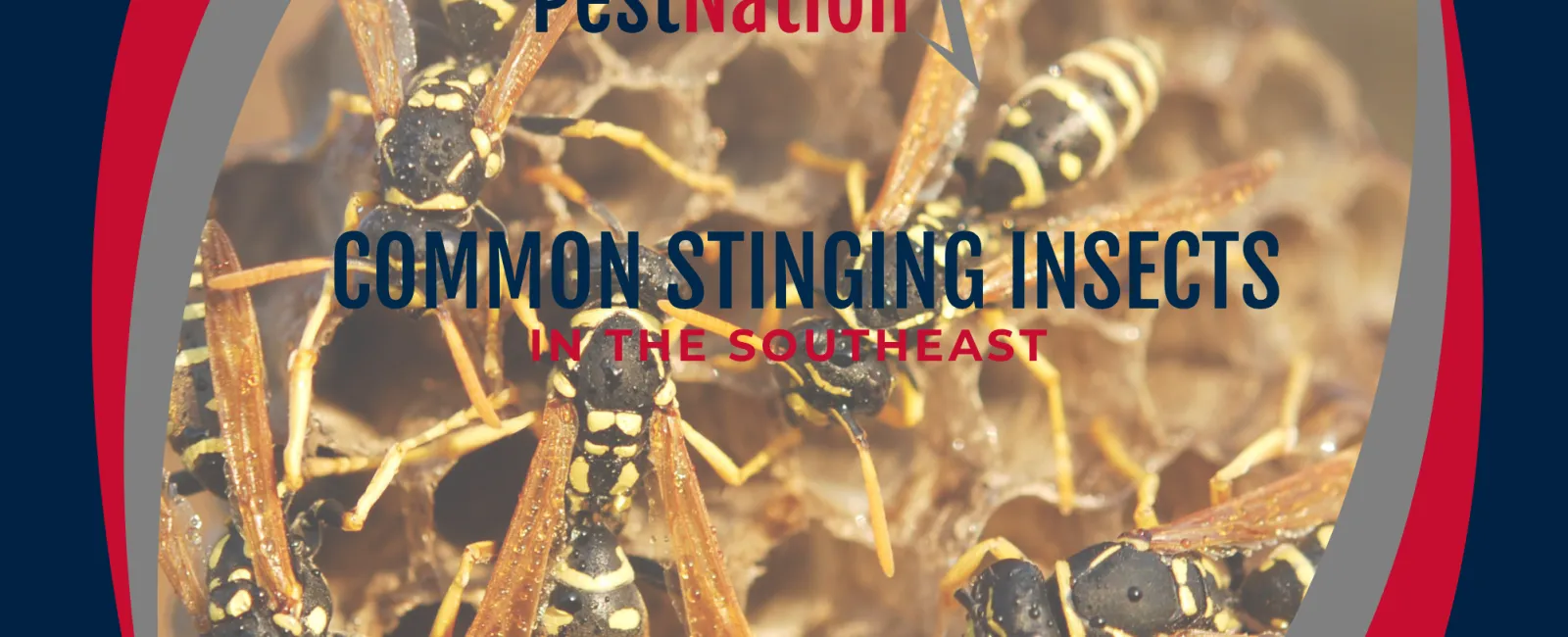 Common Stinging Insects in the Southeast