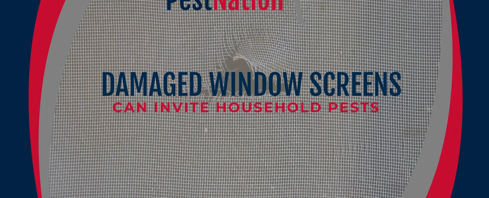 Damaged Window Screens Can Invite Household Pests
