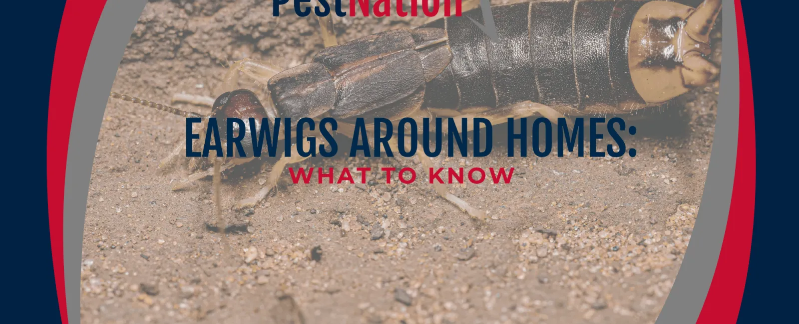Earwigs Around Homes: What to Know