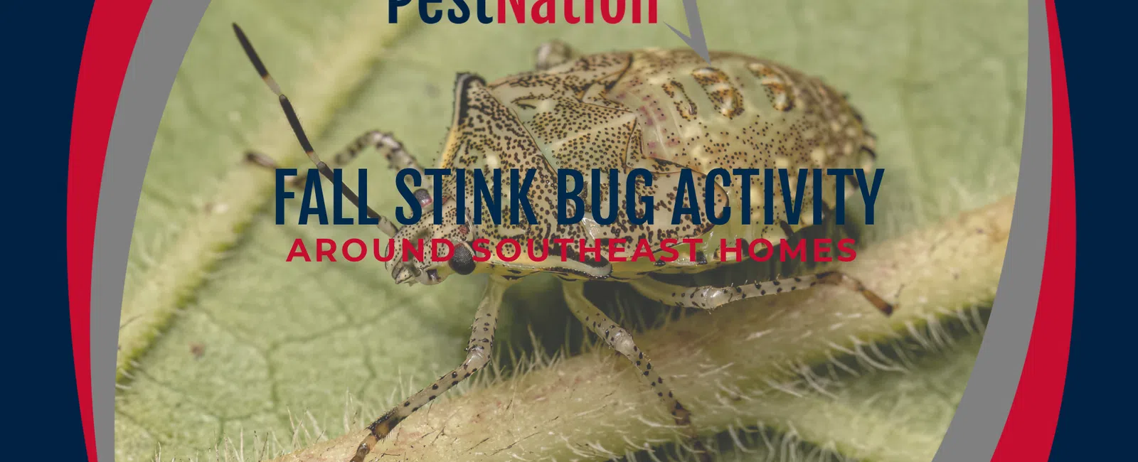 Fall Stink Bug Activity Around Southeast Homes