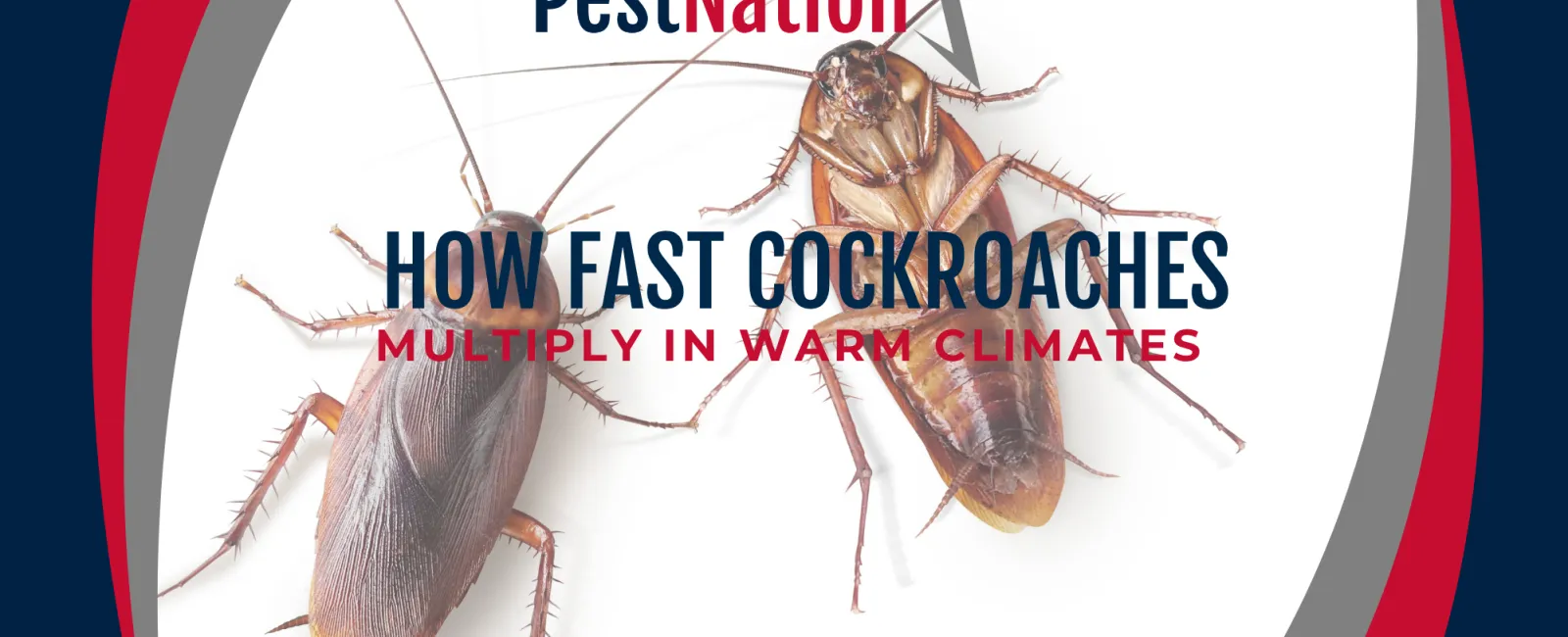 How Fast Cockroaches Multiply in Warm Climates