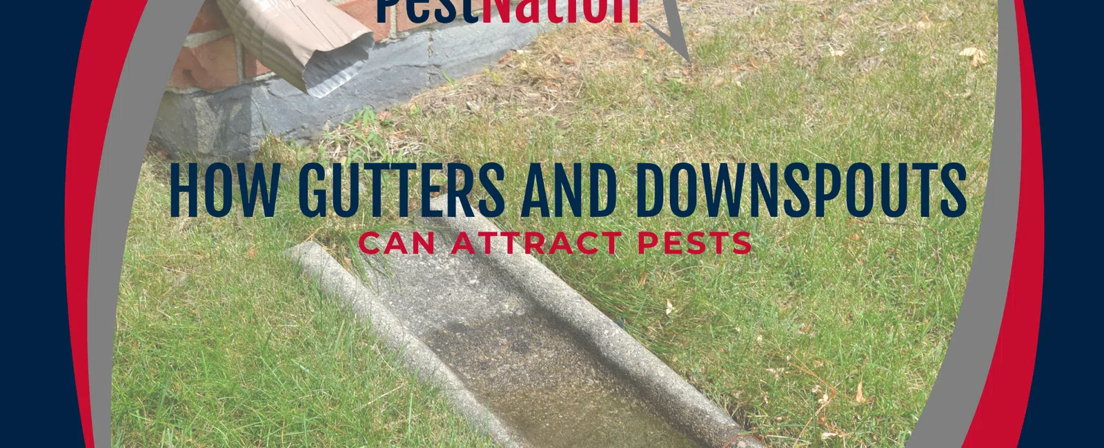 How Gutters and Downspouts Can Attract Pests