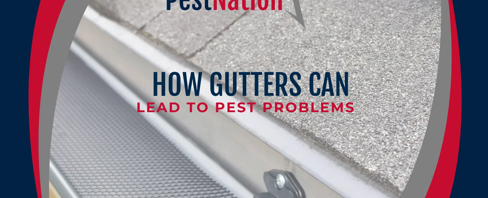 How Gutters Can Lead to Pest Problems