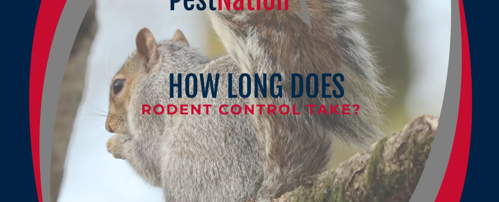 How Long Does Rodent Control Take?