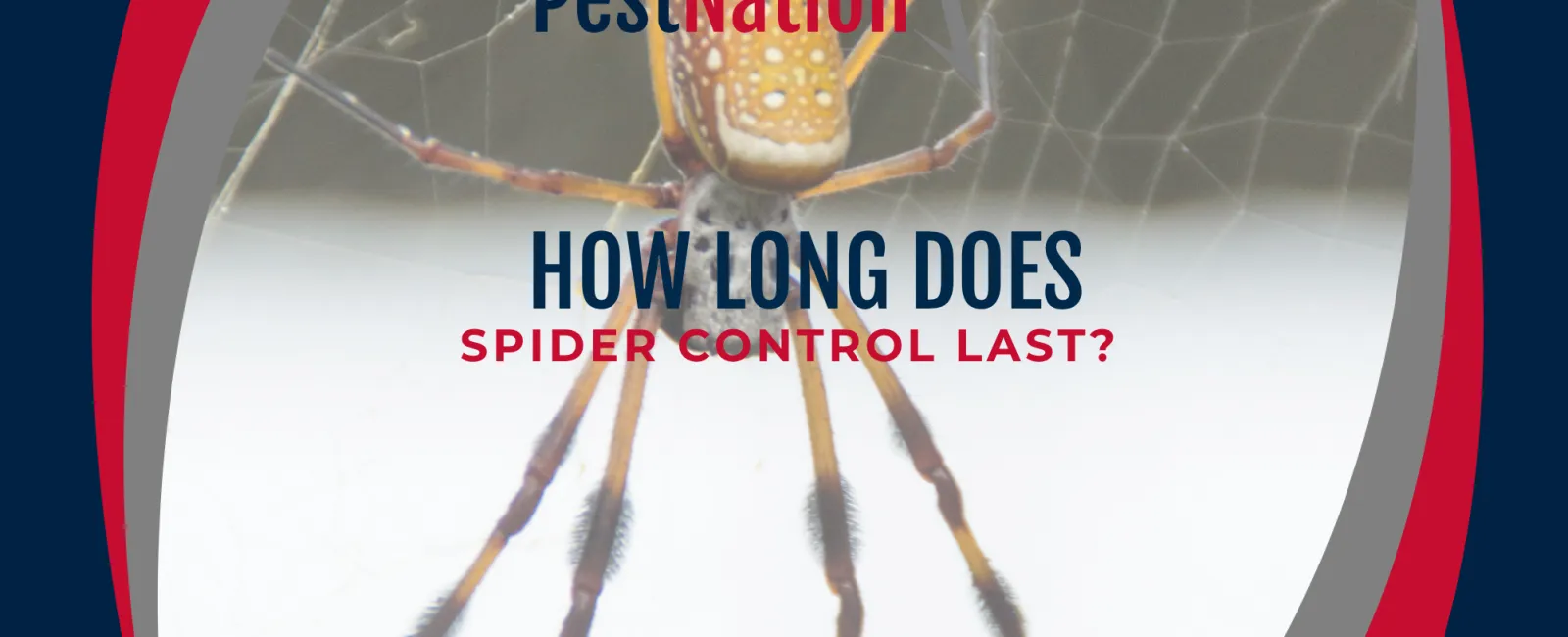 How Long Does Spider Control Last?