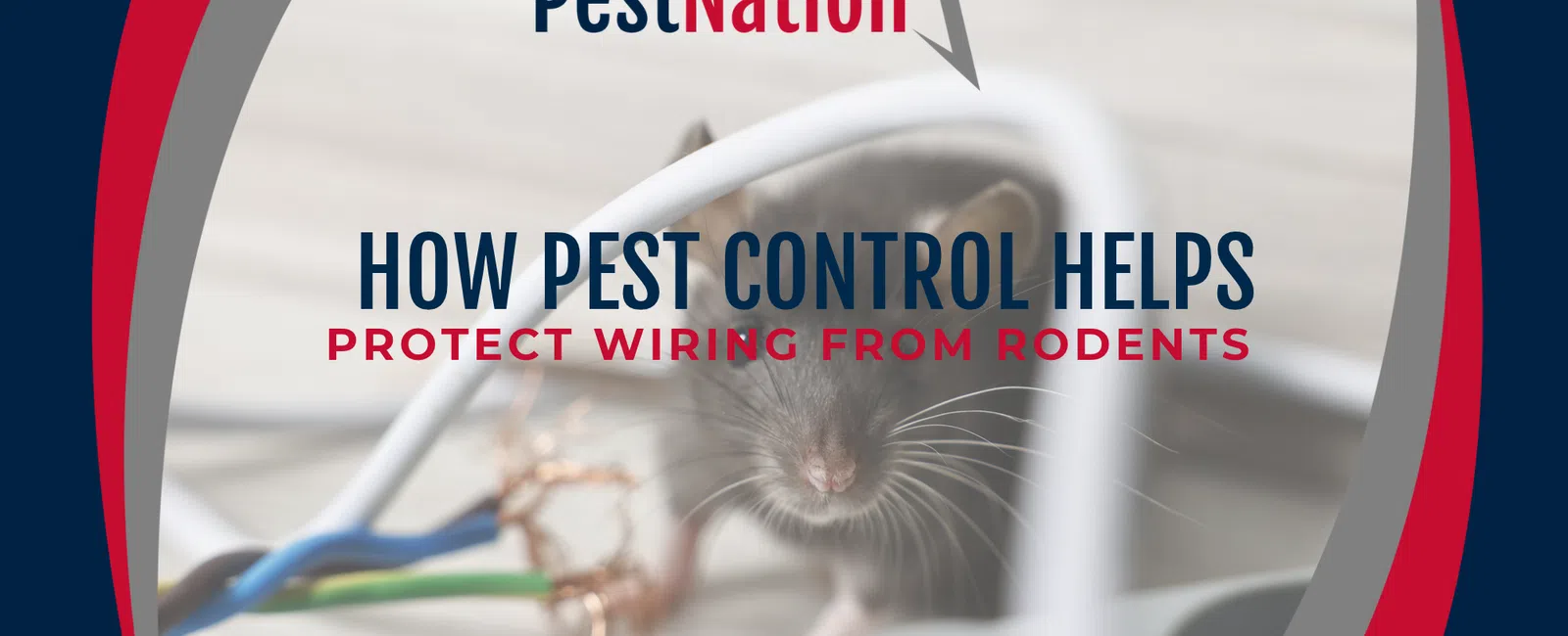 How Pest Control Helps Protect Wiring from Rodents