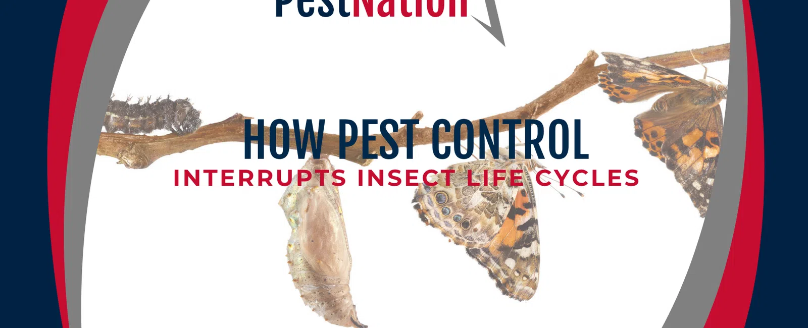 How Pest Control Interrupts Insect Life Cycles