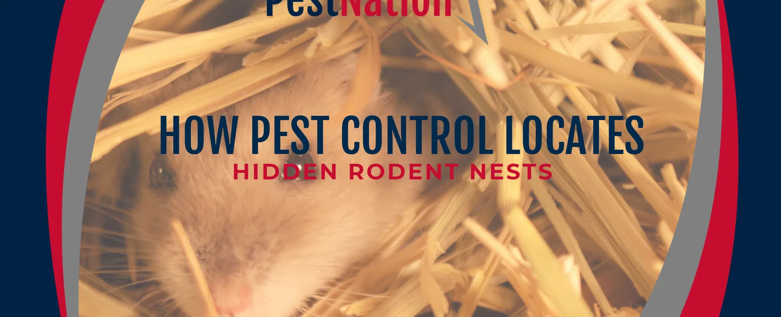 How Pest Control Locates Hidden Rodent Nests