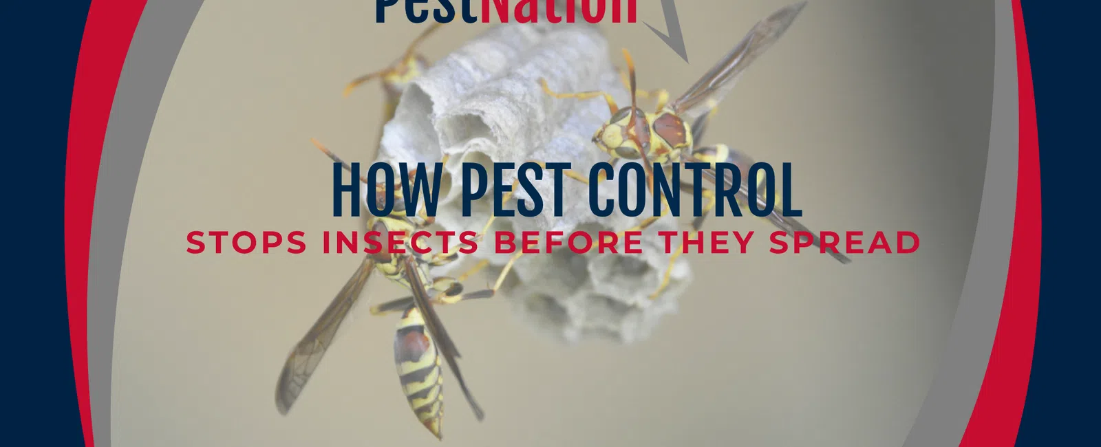 How Pest Control Stops Insects Before They Spread