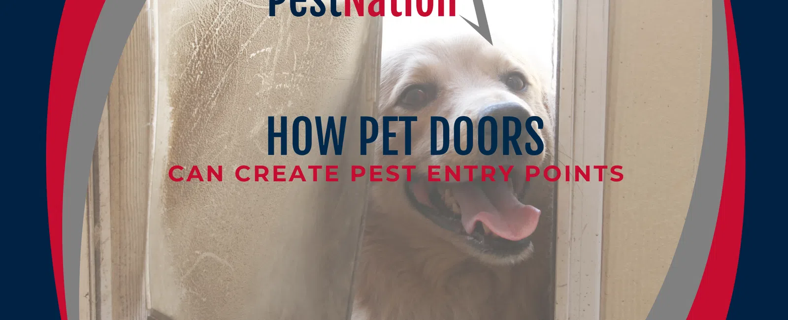 How Pet Doors Can Create Pest Entry Points