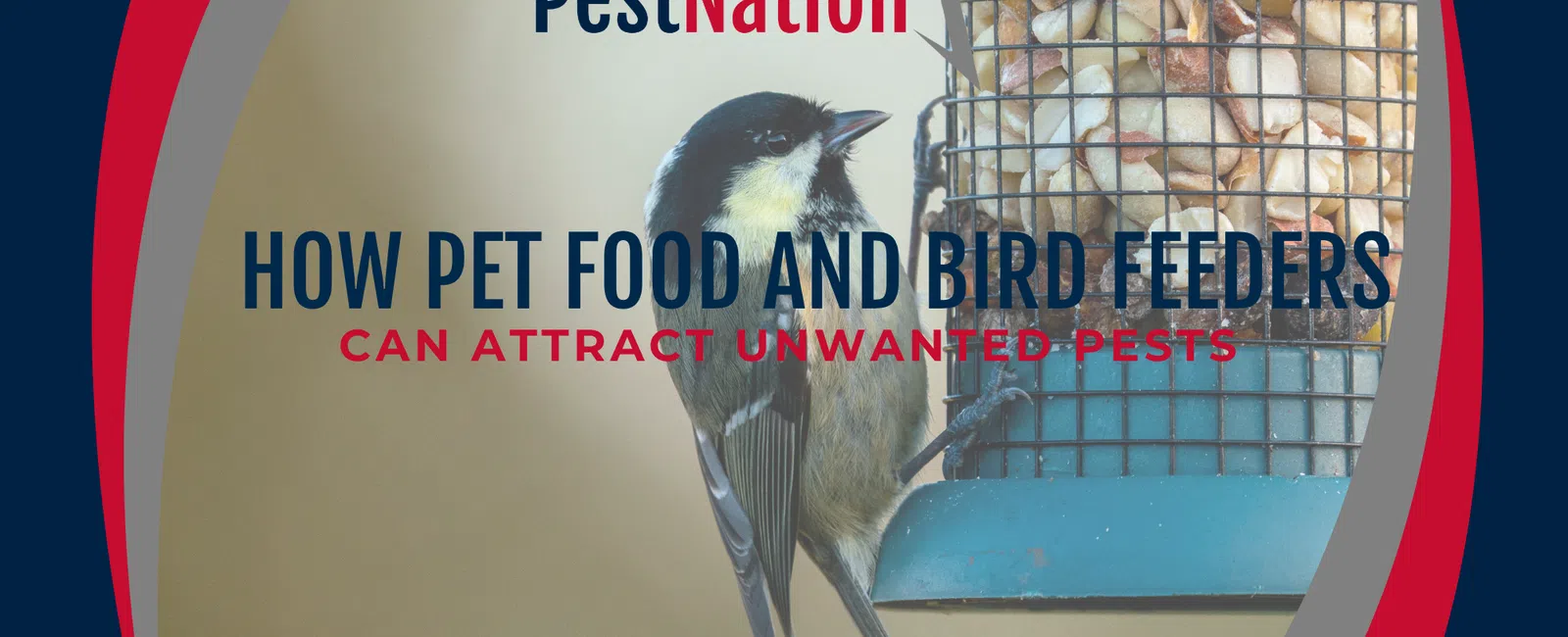 How Pet Food and Bird Feeders Can Attract Unwanted Pests
