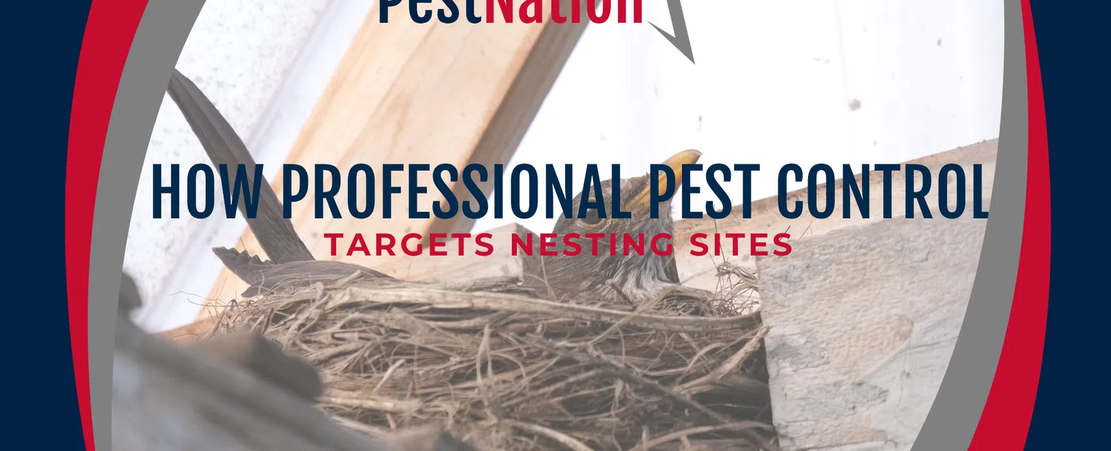 How Professional Pest Control Targets Nesting Site