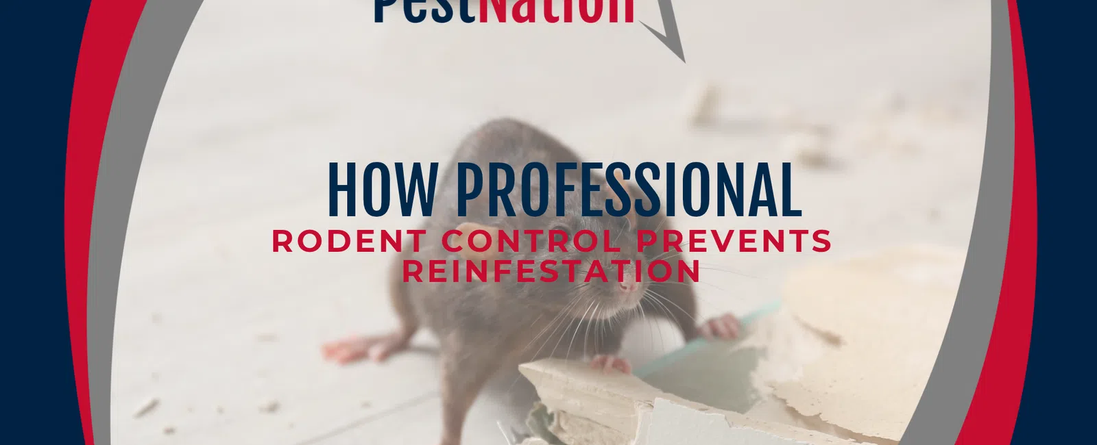 How Professional Rodent Control Prevents Reinfestation