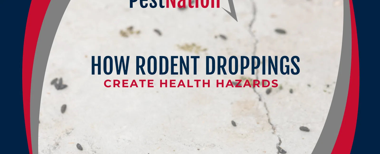 How Rodent Droppings Create Health Hazards
