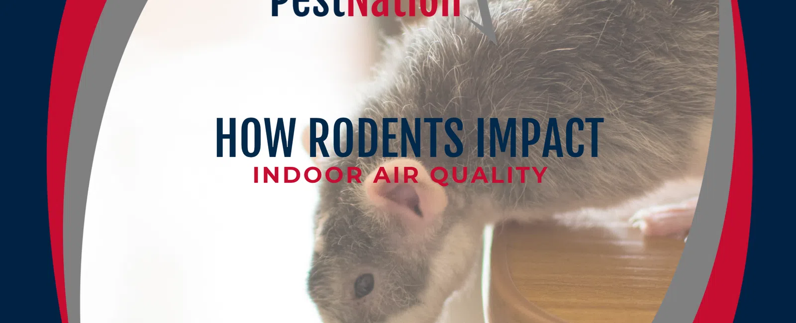 How Rodents Impact Indoor Air Quality