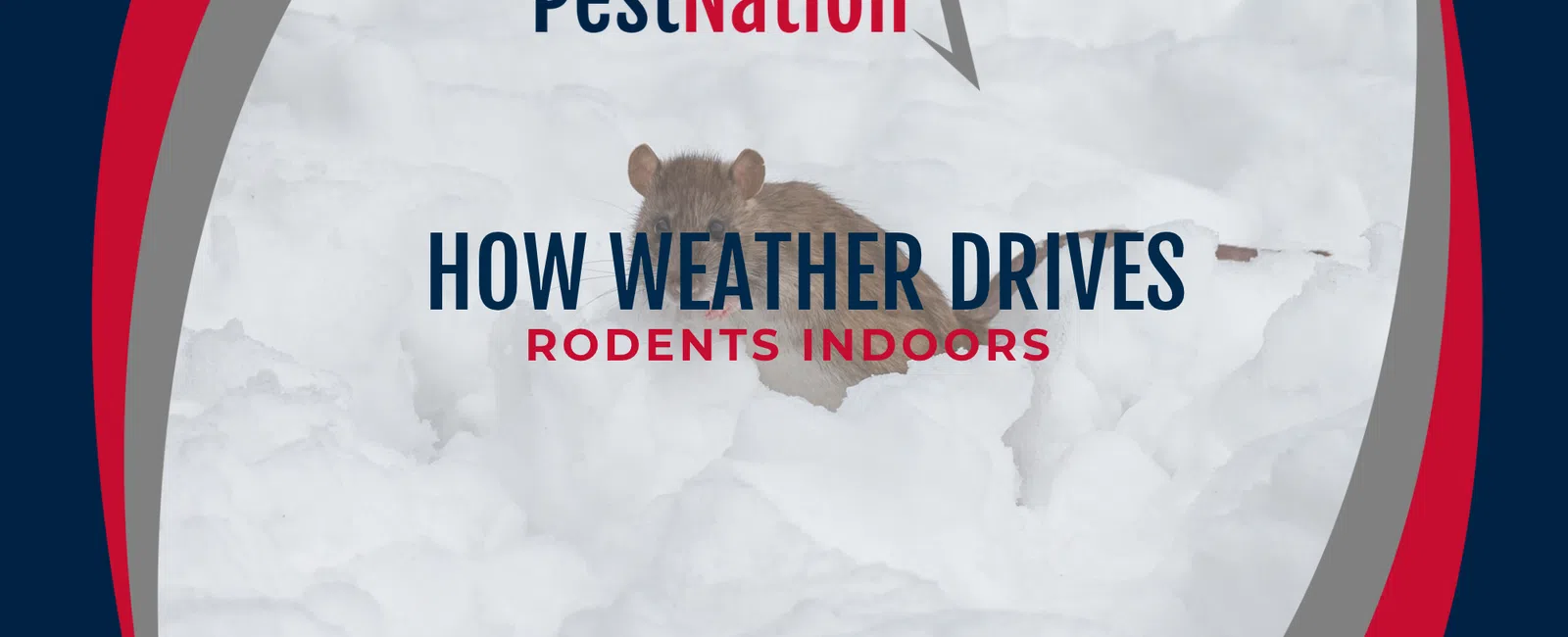How Weather Drives Rodents Indoors