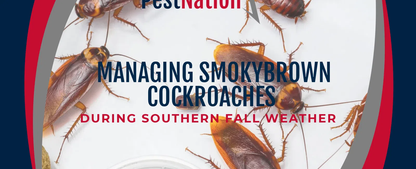 Managing Smokybrown Cockroaches During Southern Fall Weather