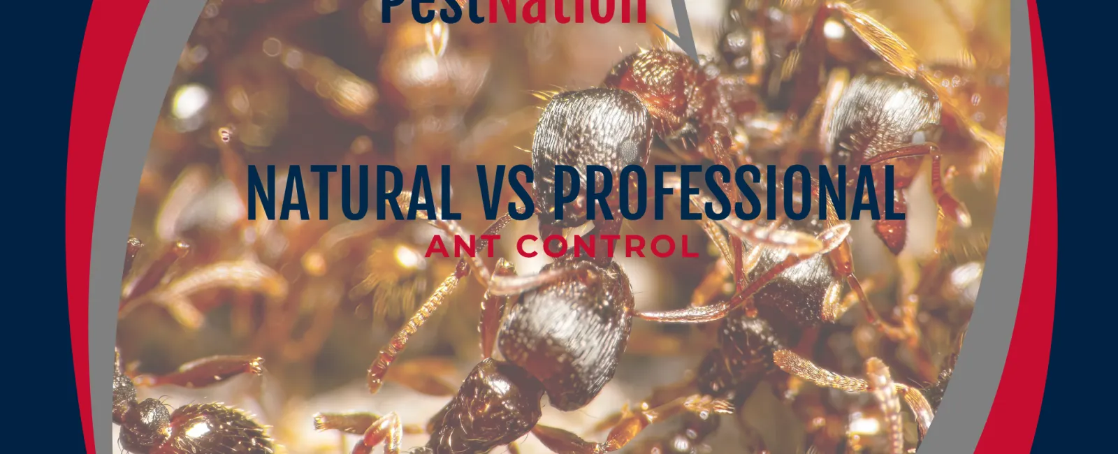 Natural vs Professional Ant Control