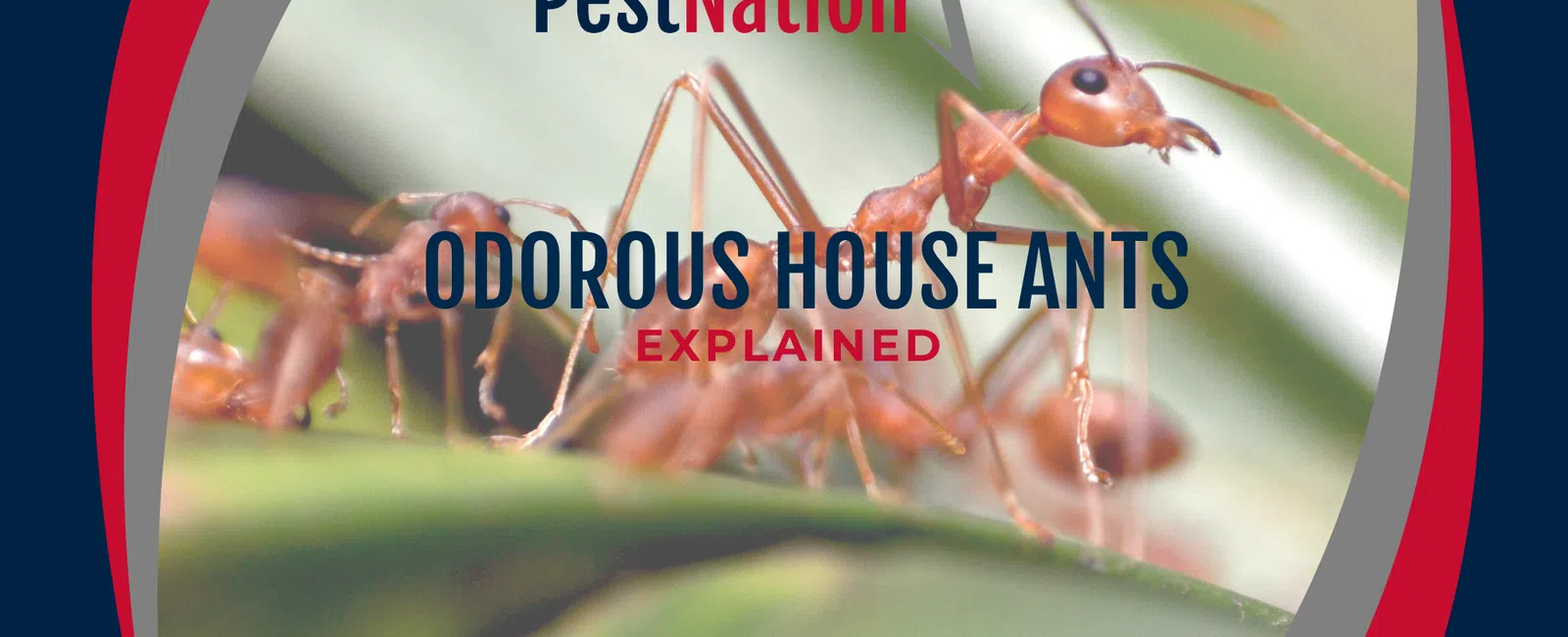 Odorous House Ants Explained