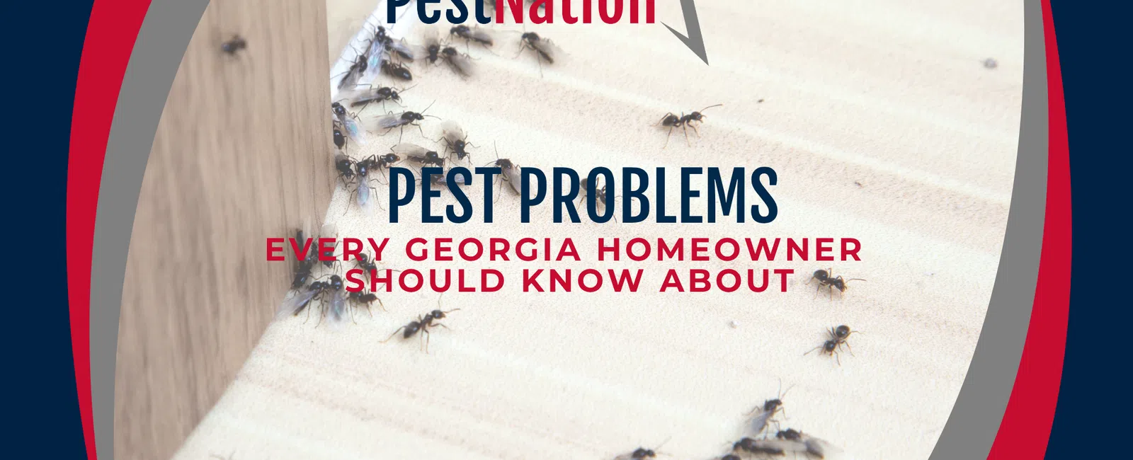 Pest Problems Every Georgia Homeowner Should Know About
